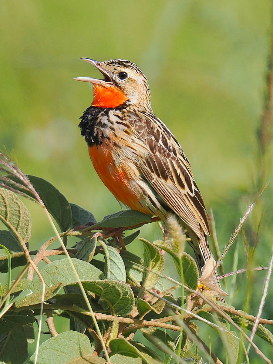 Rosy-throated Longclaw - ML636397678