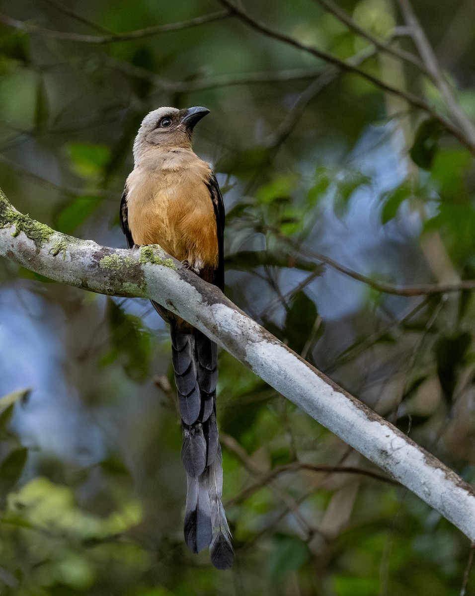 Bornean Treepie - ML636397745