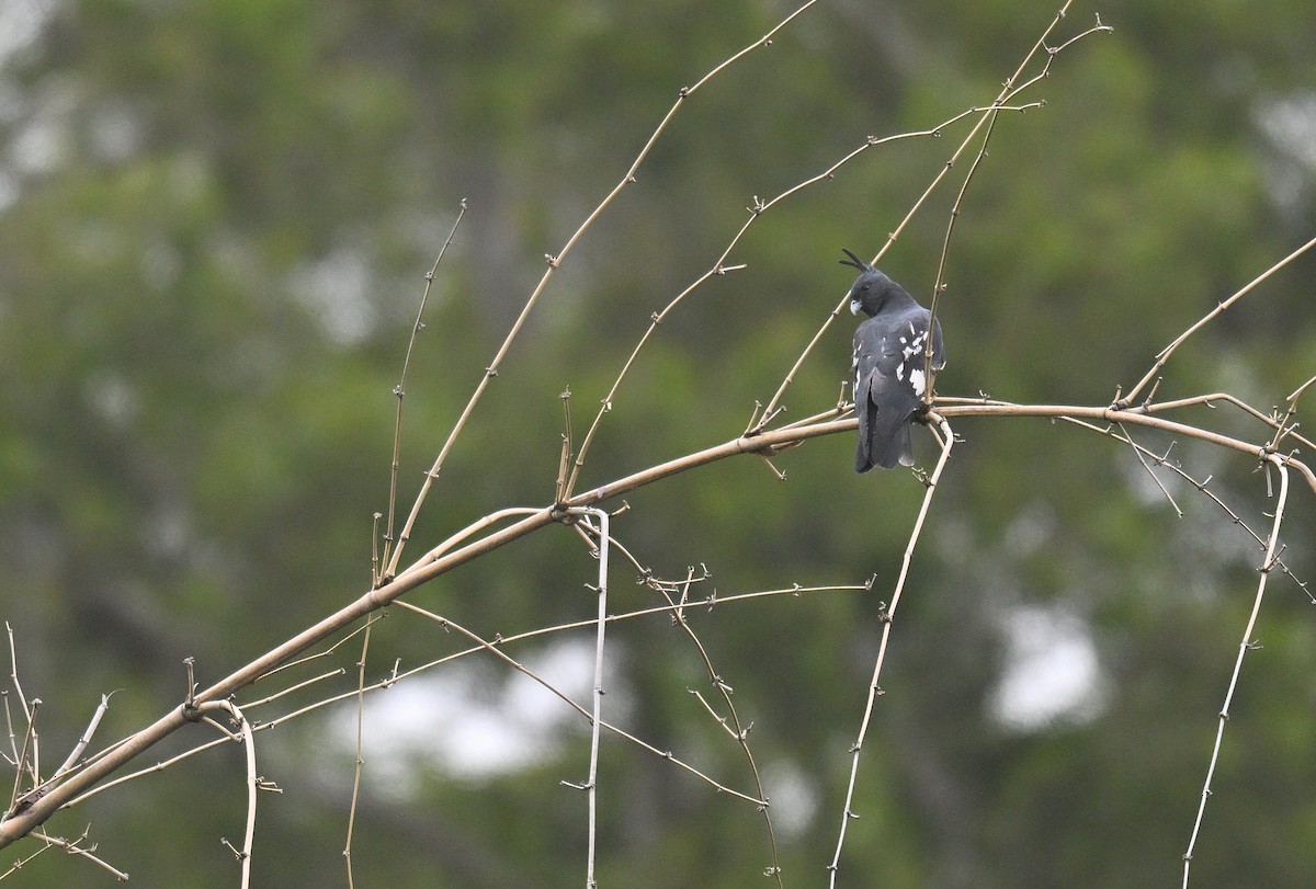 Black Baza - ML636397788