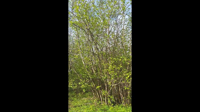 Цитринка сіровола - ML636397996
