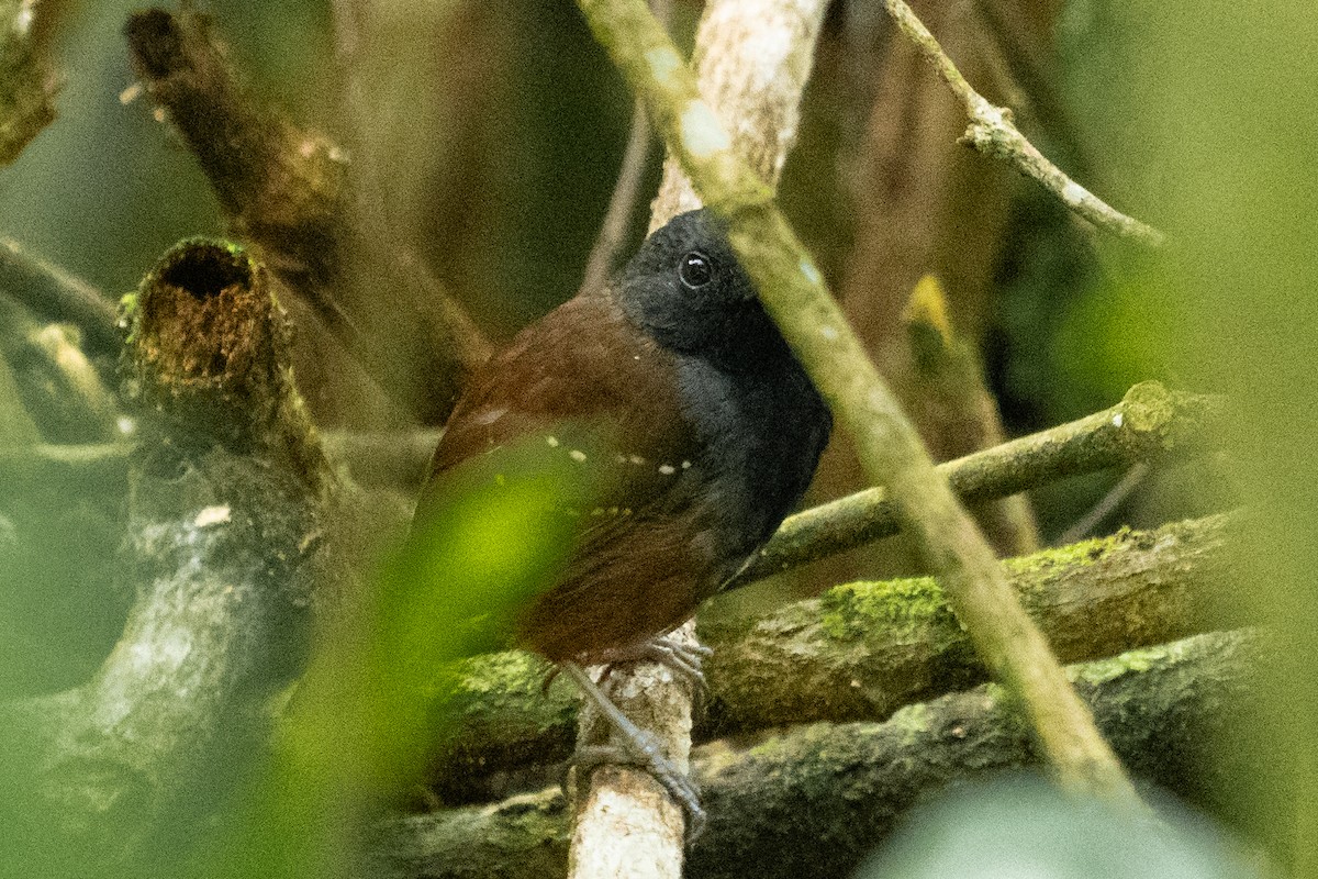 Zimmer's Antbird - ML636397999