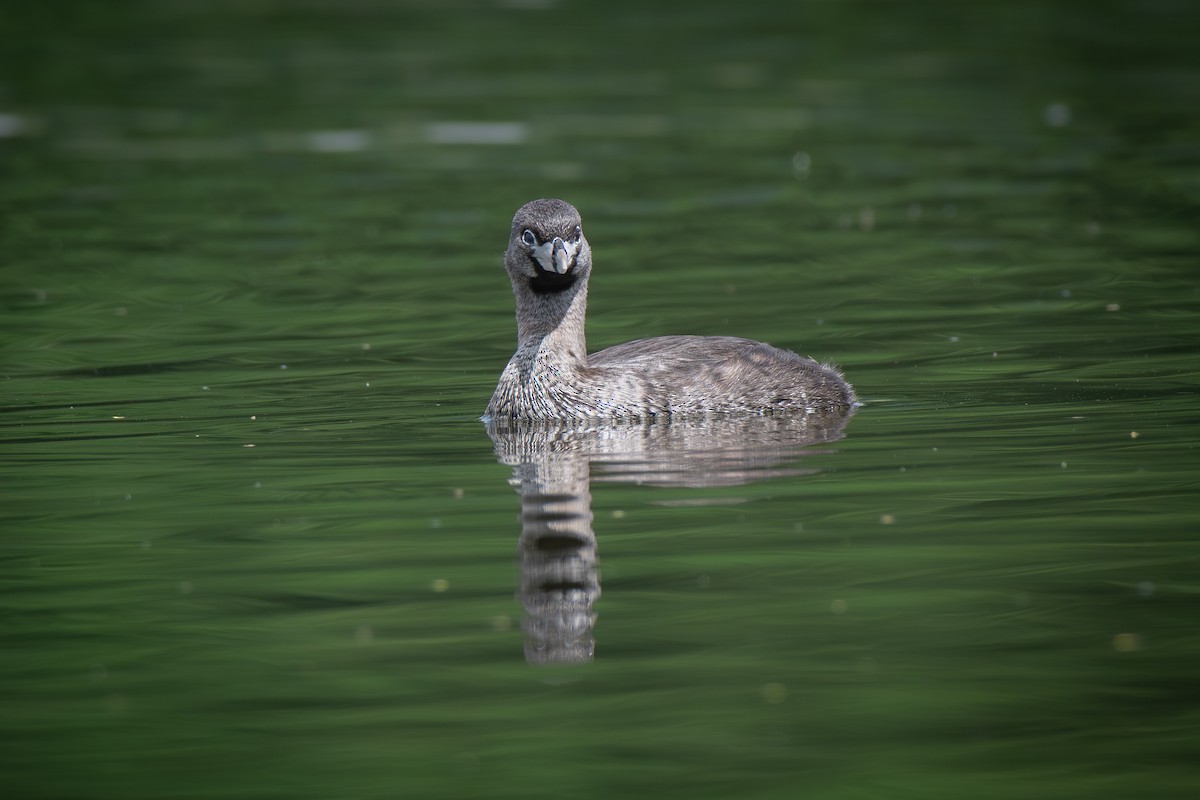 Pied-billed Grebe - ML636398024