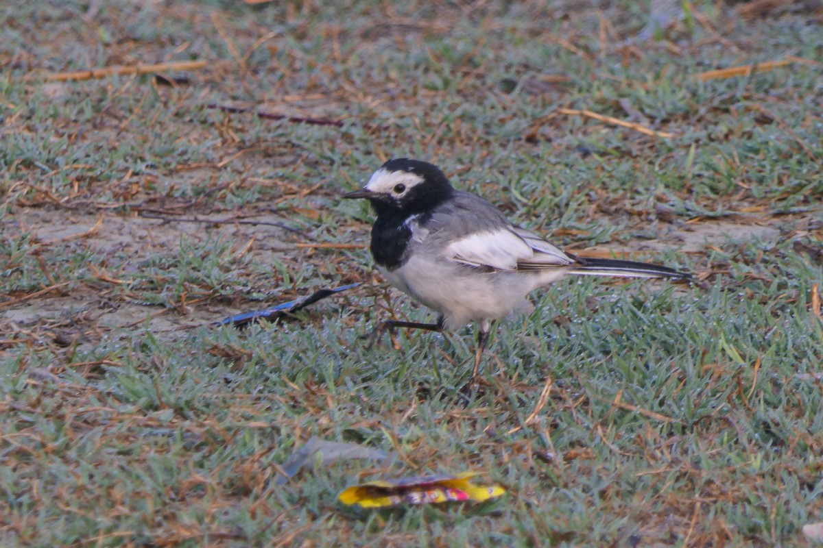 White Wagtail - ML636398027