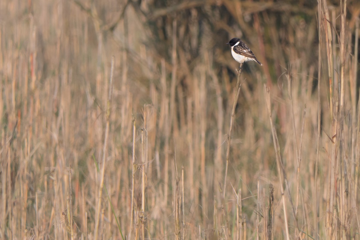 White-tailed Stonechat - ML636398035