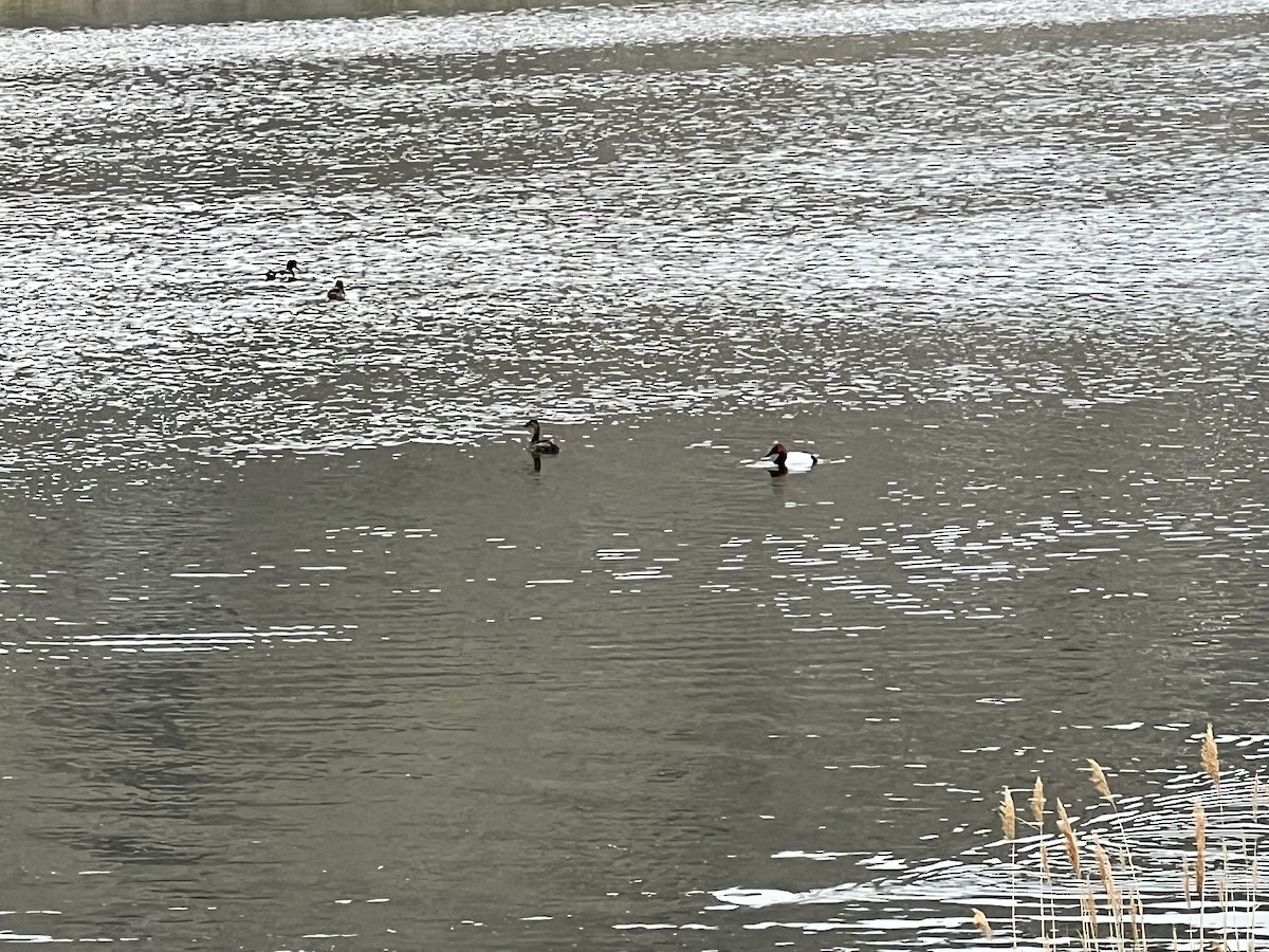 Canvasback - ML636398036