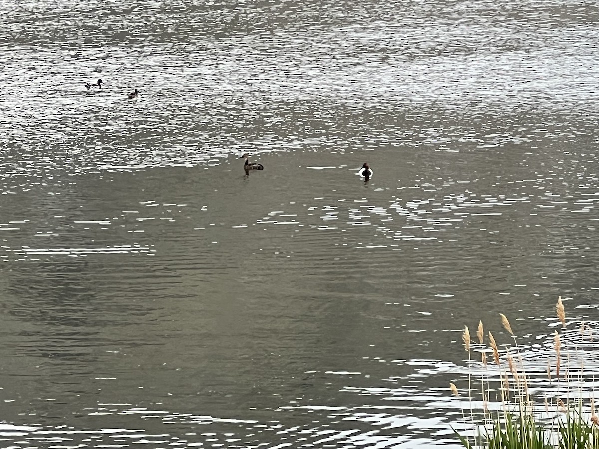 Canvasback - ML636398037