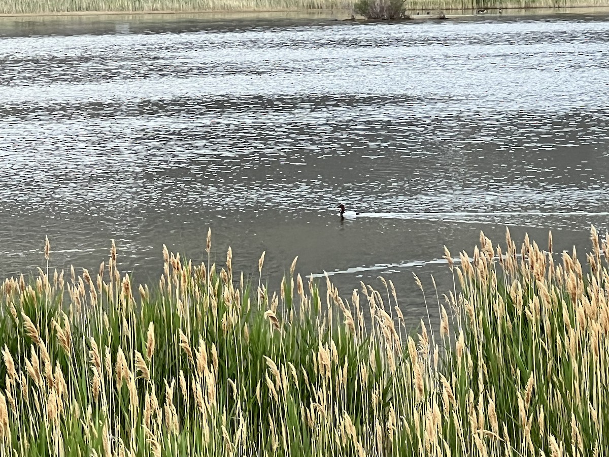 Canvasback - ML636398038