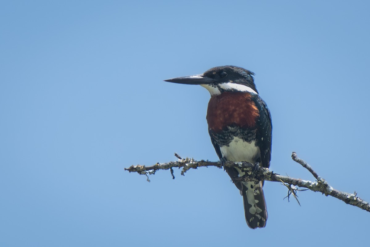 Green Kingfisher - ML636398040