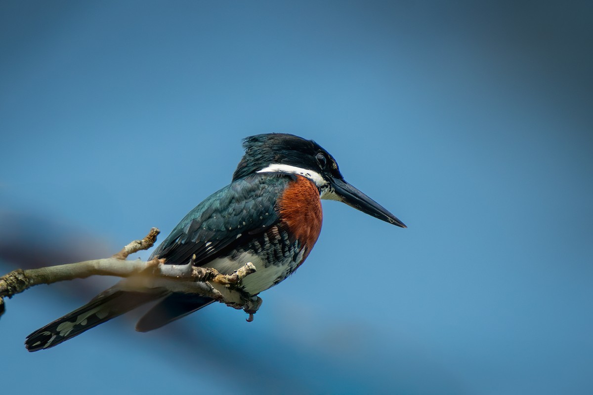Green Kingfisher - ML636398041