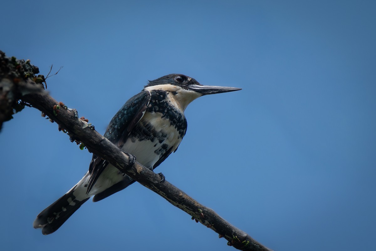 Green Kingfisher - ML636398042