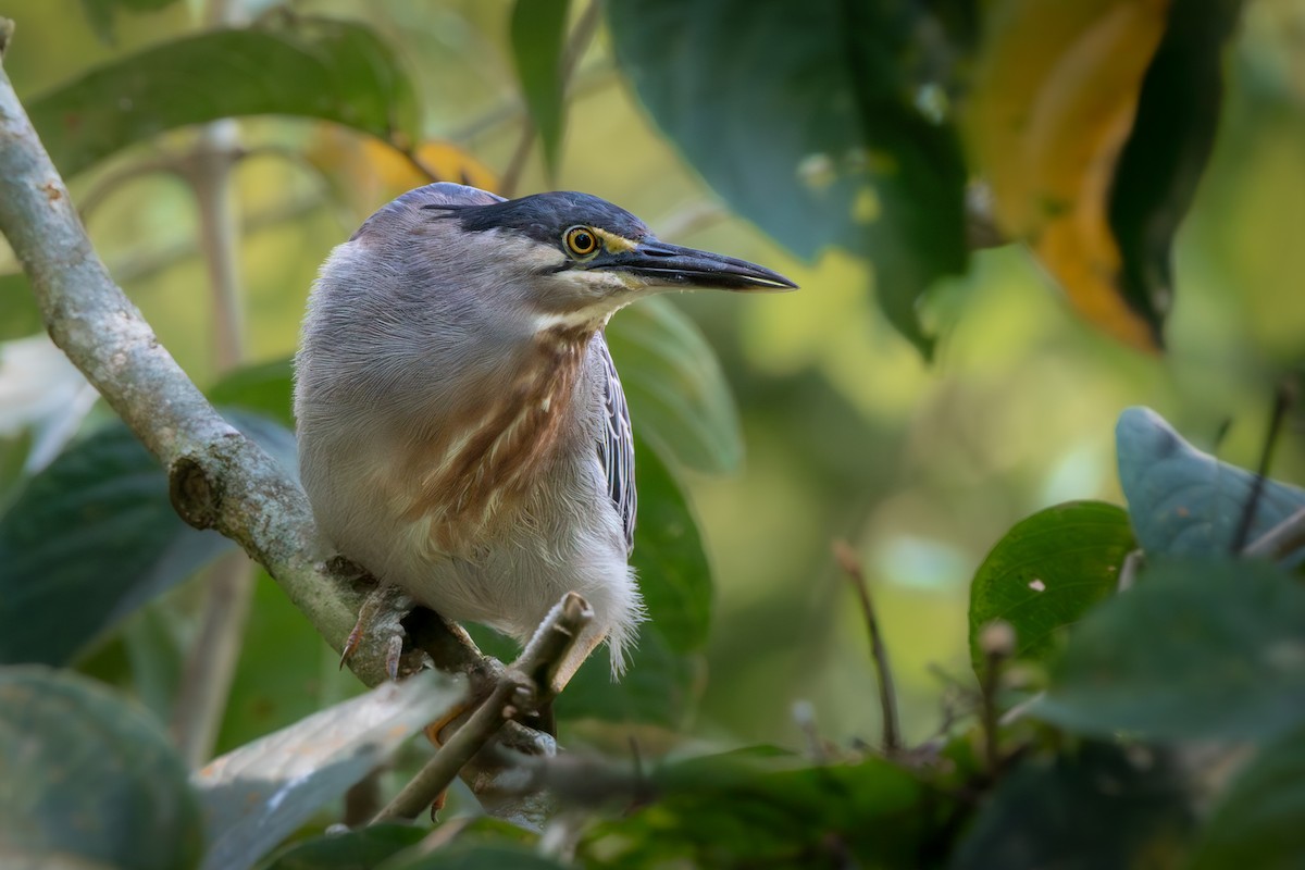 Striated Heron - ML636398047