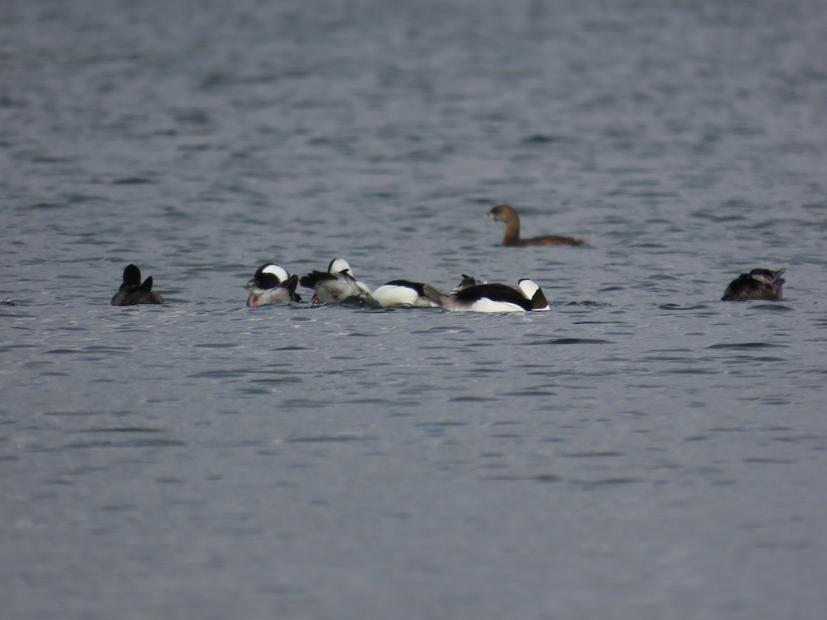 Pied-billed Grebe - ML636398070