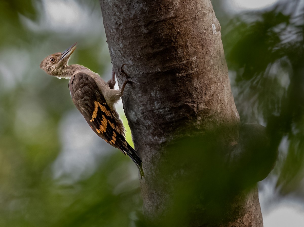 Orange-backed Woodpecker - ML636398106
