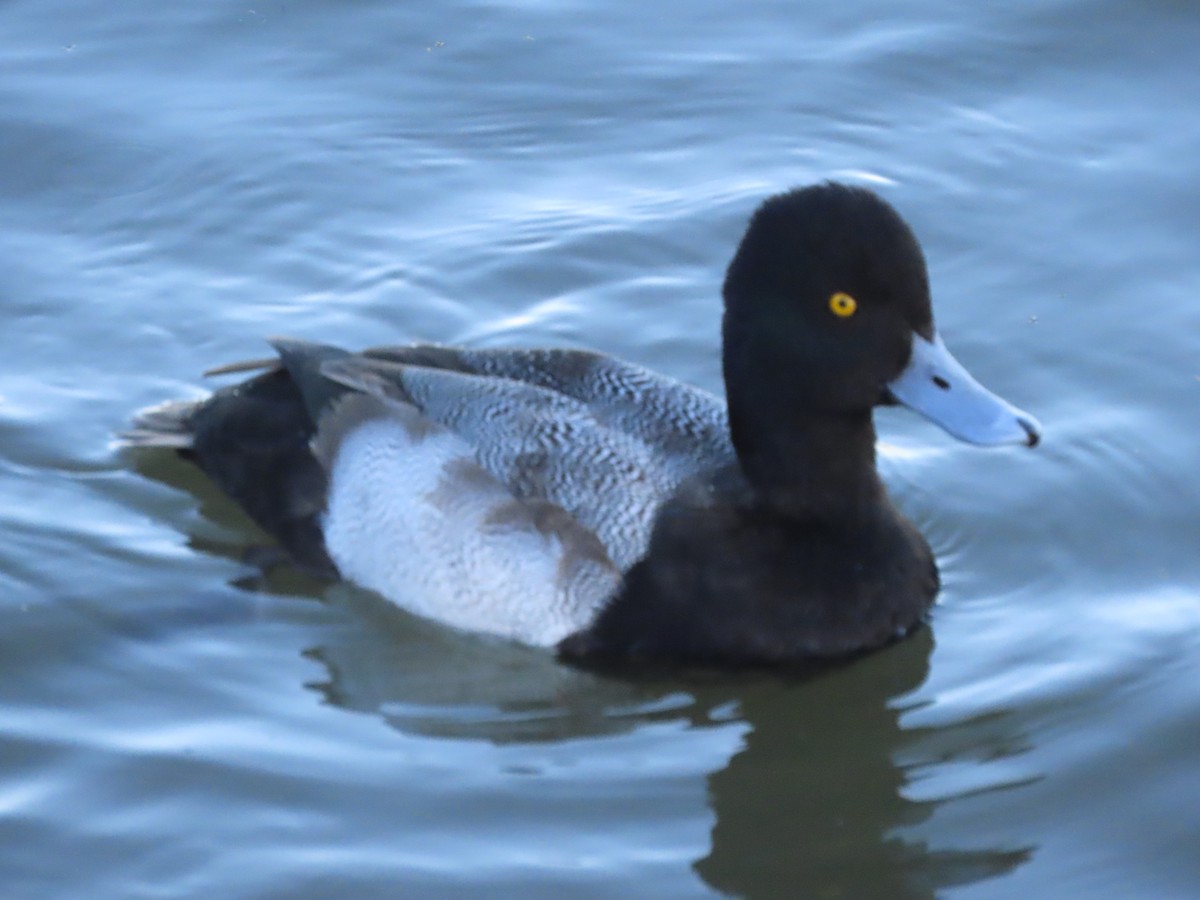 Lesser Scaup - ML636398107