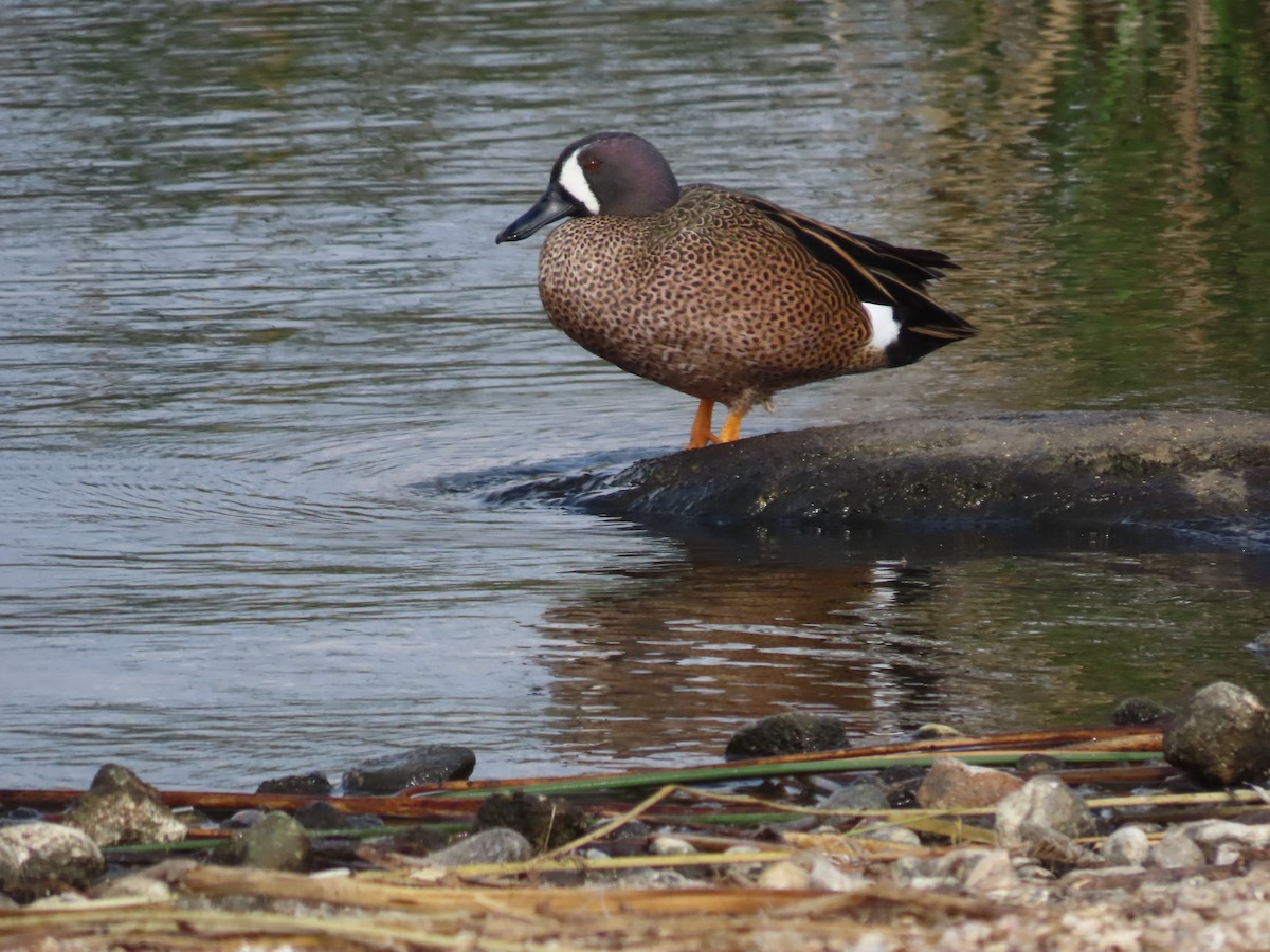 Blue-winged Teal - ML636398200