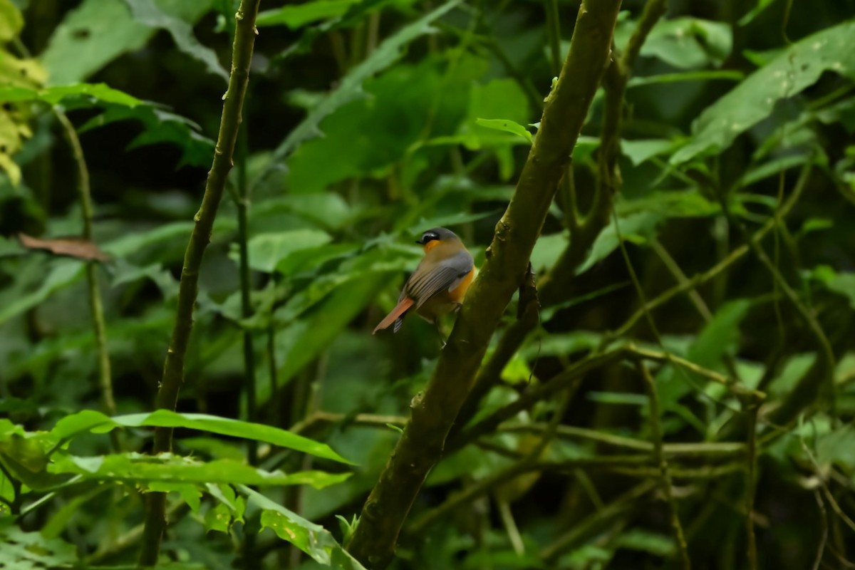 Gray-winged Robin-Chat - ML636398250