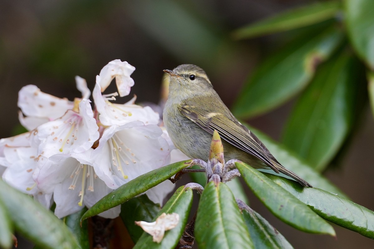 Buff-barred Warbler - ML636398326