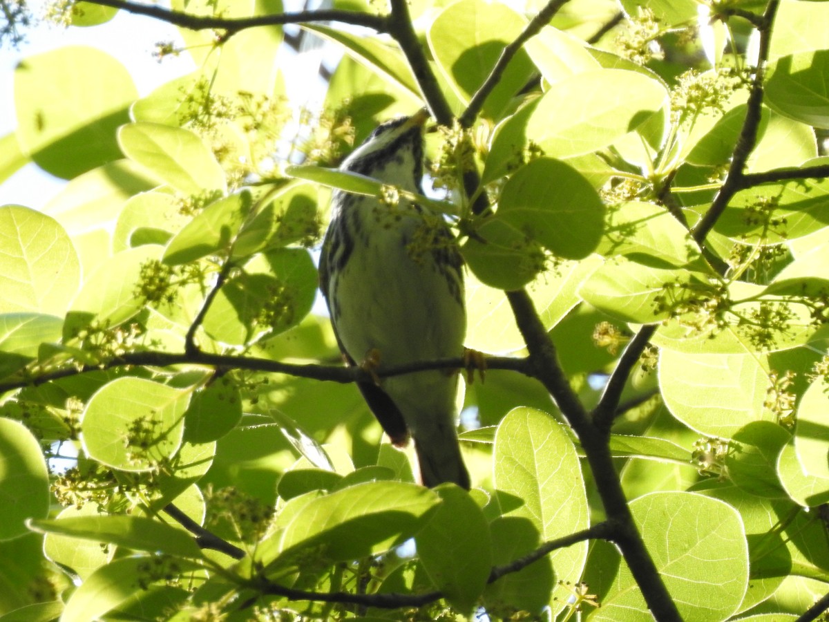 Blackpoll Warbler - ML636398368