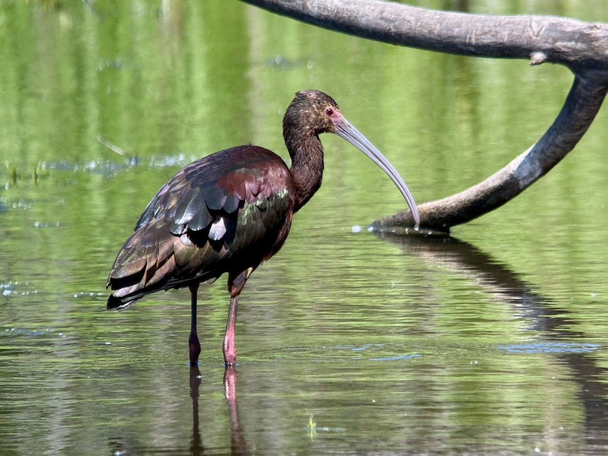 White-faced Ibis - ML636398453