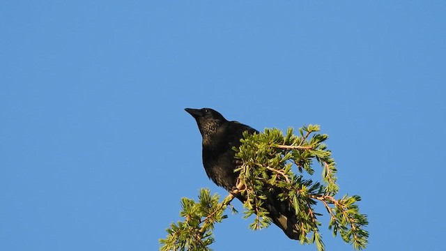 Carrion Crow - ML636398512