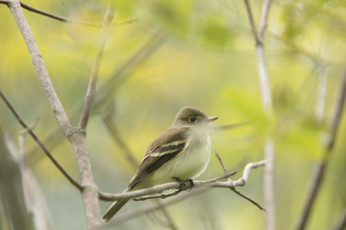 Willow Flycatcher - ML636398535