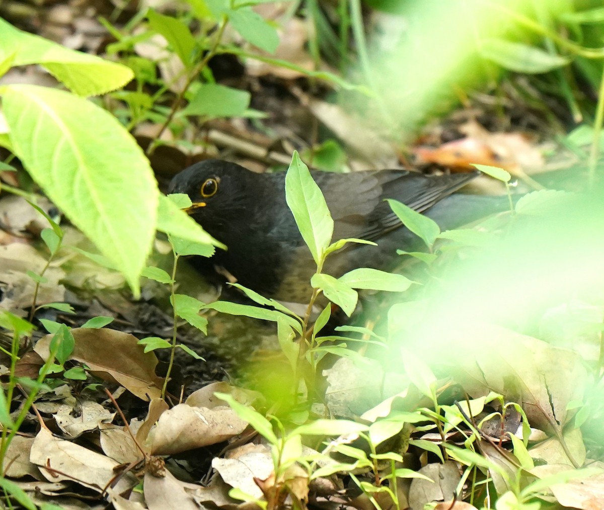 Japanese Thrush - ML636398553