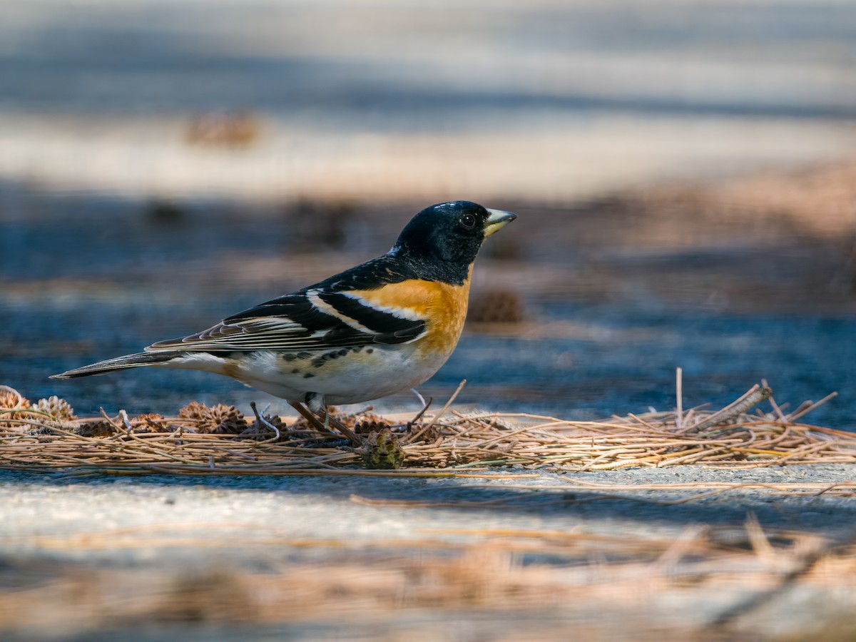 Brambling - ML636398650