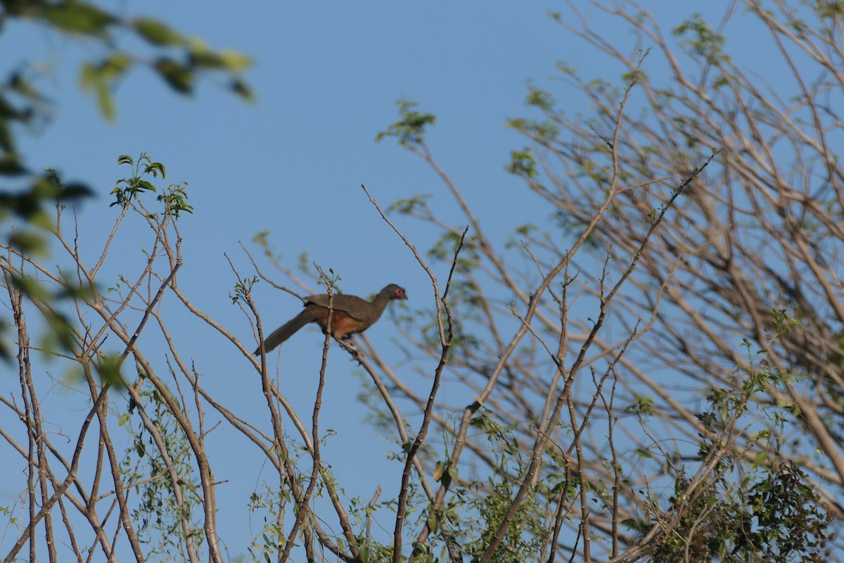 Rufous-bellied Chachalaca - ML636398654