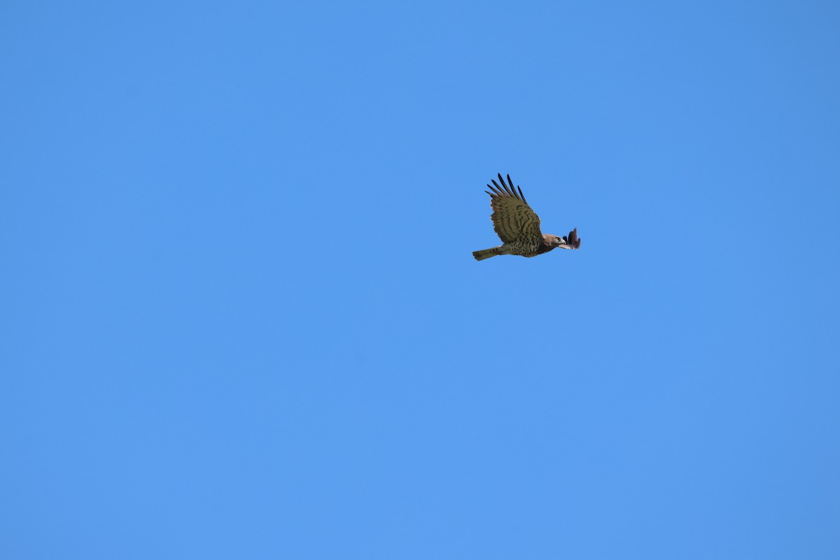 Short-toed Snake-Eagle - ML636398662