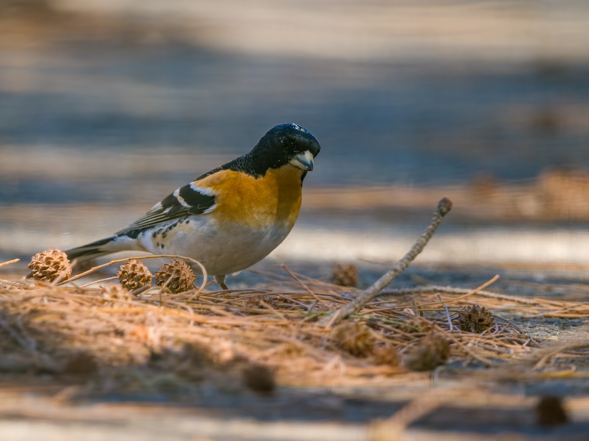 Brambling - ML636398678