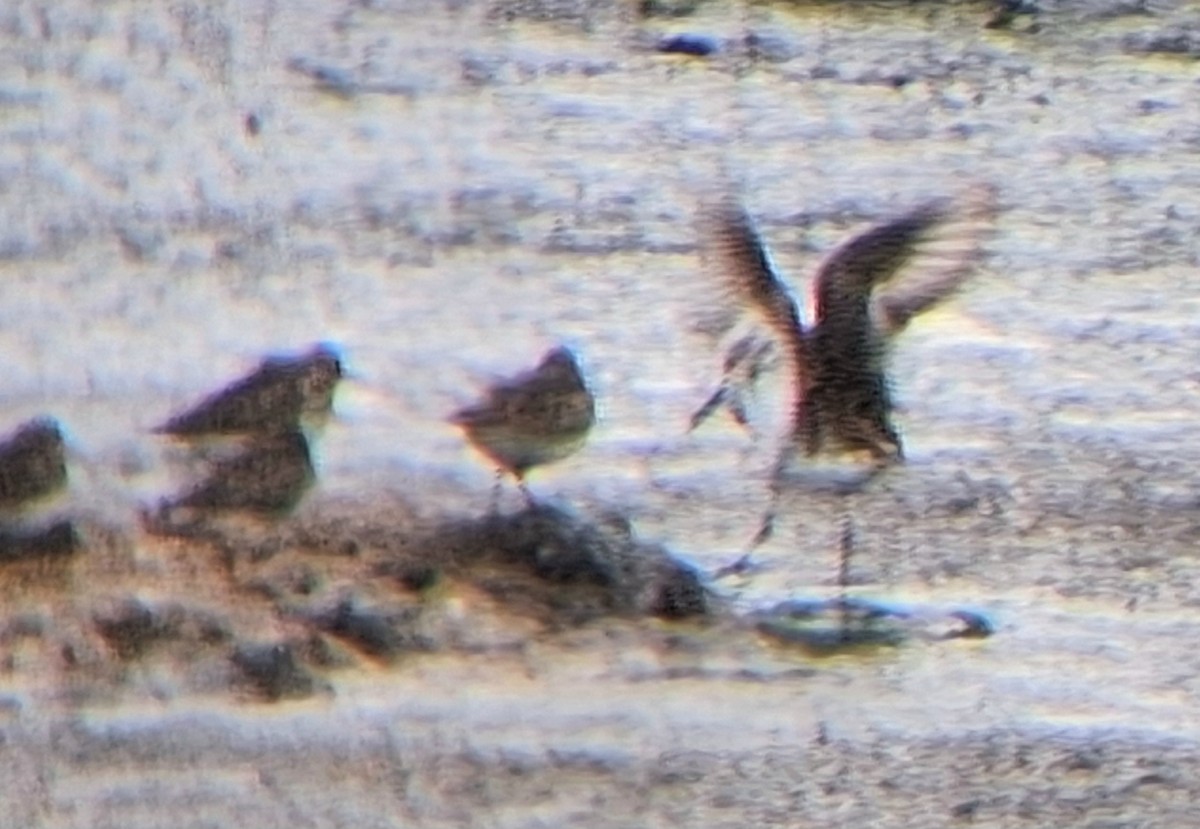 Dunlin - ML636398741