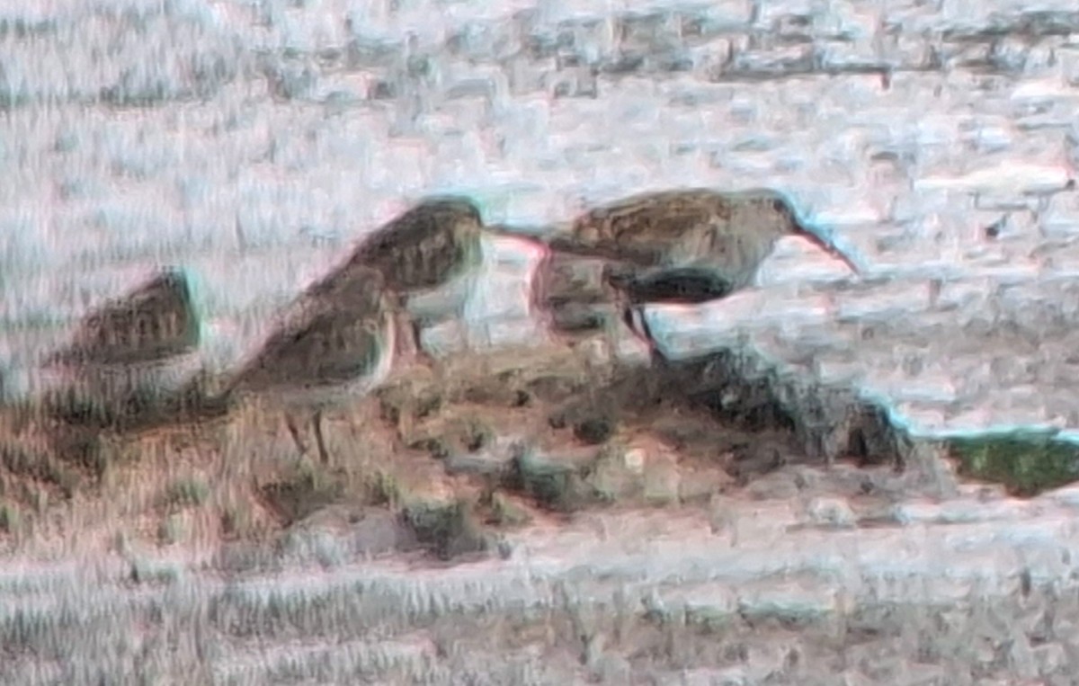Dunlin - ML636398742