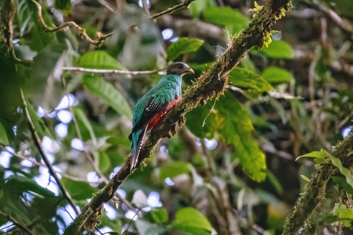 Crested Quetzal - ML636398883