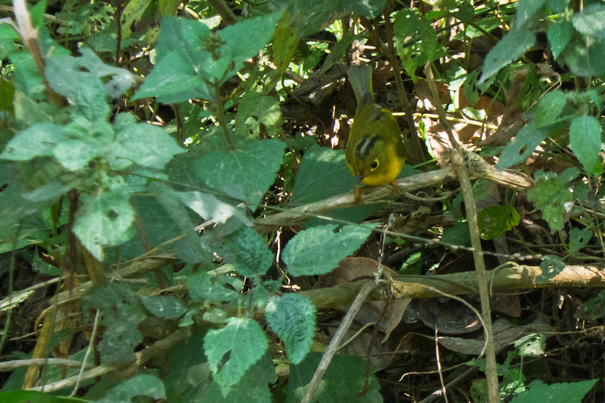 Whistler's Warbler - ML636398943