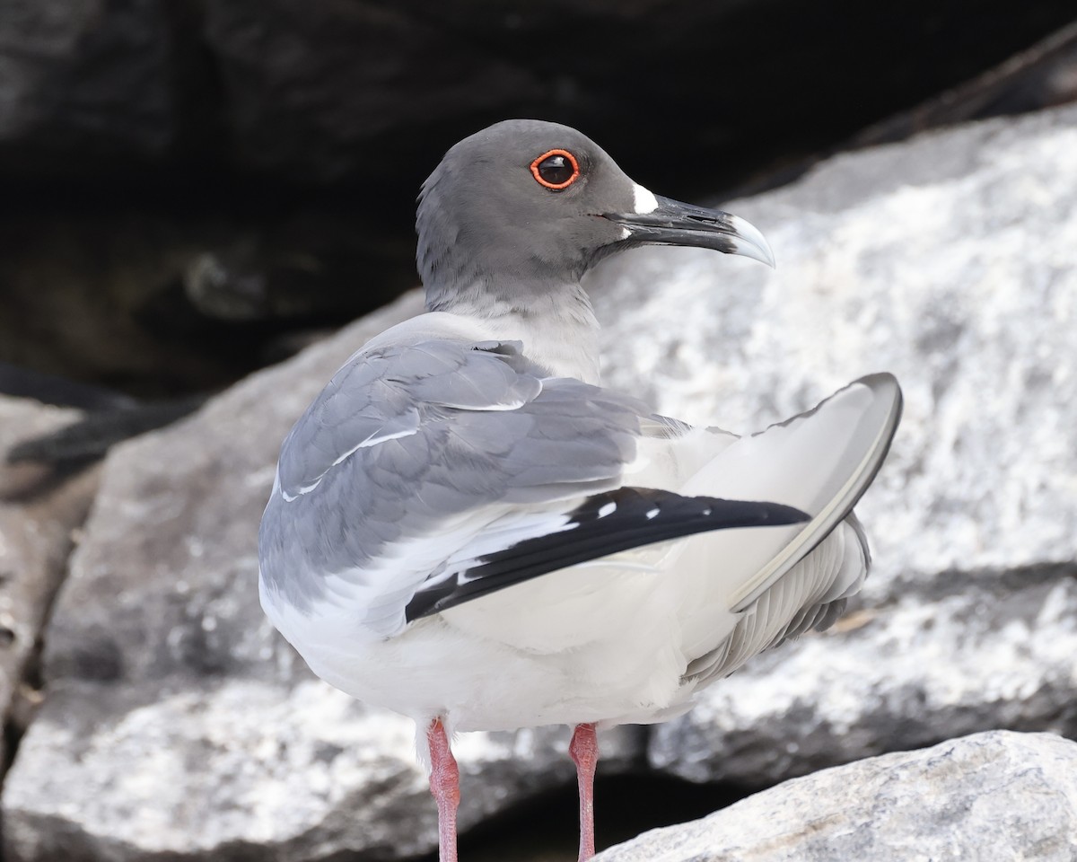 Swallow-tailed Gull - ML636398966