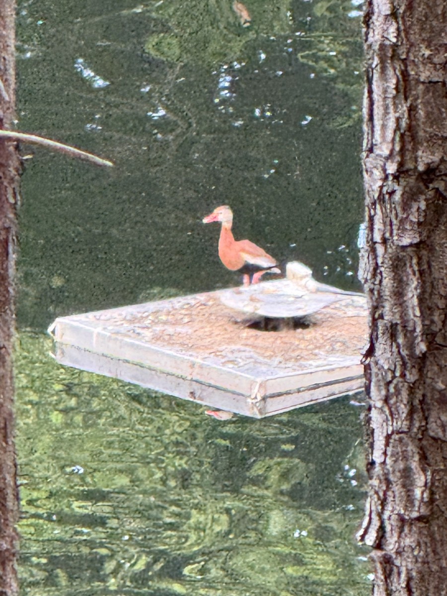 Black-bellied Whistling-Duck - ML636398996