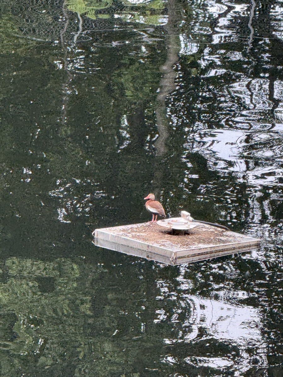 Black-bellied Whistling-Duck - ML636398997