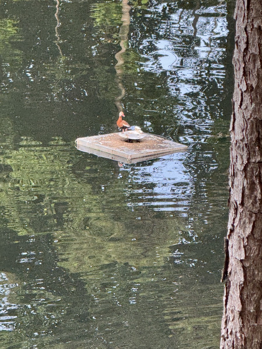 Black-bellied Whistling-Duck - ML636398998