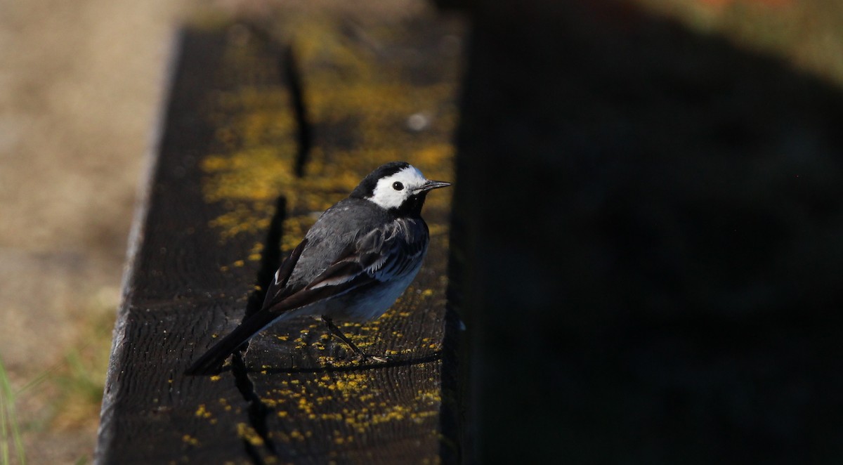 White Wagtail - ML636399069