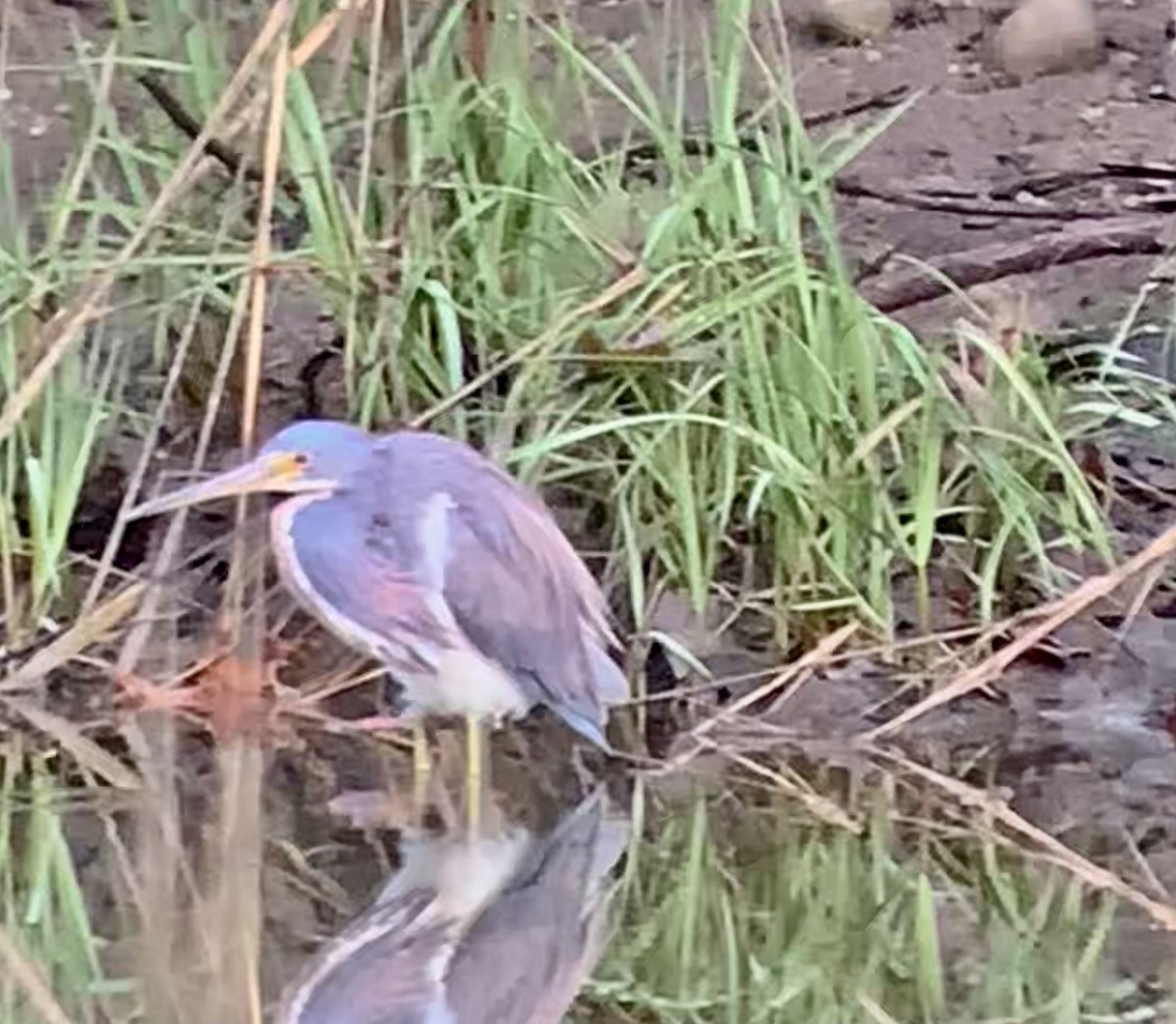 Tricolored Heron - ML636399242