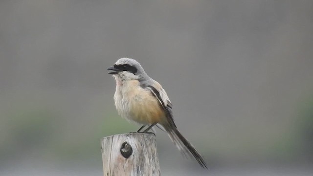 Long-tailed Shrike - ML636399303