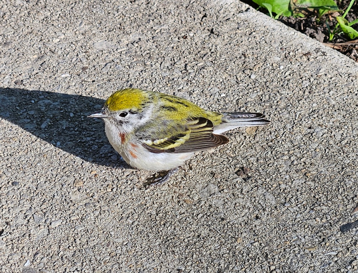 Chestnut-sided Warbler - ML636399393