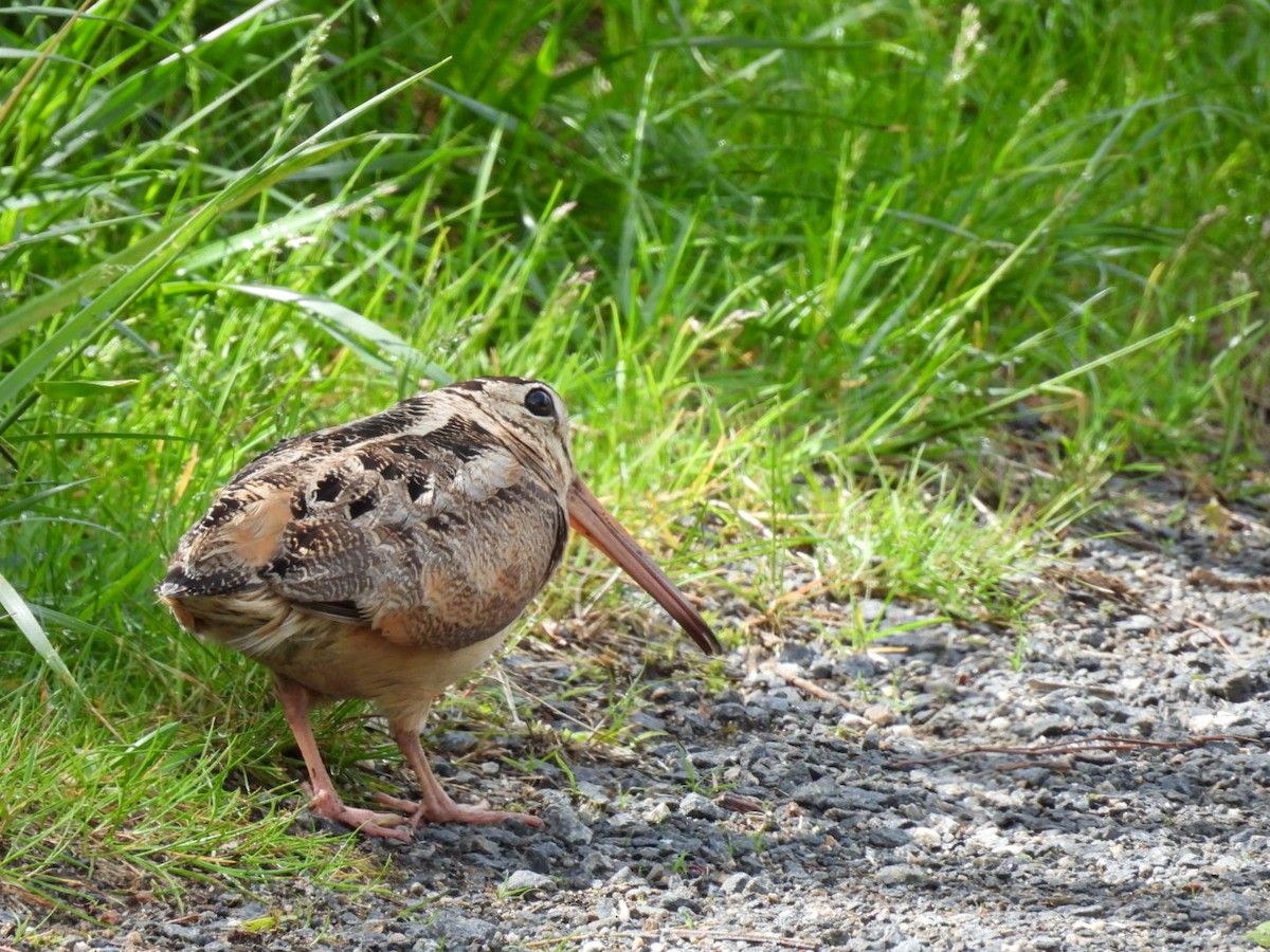 American Woodcock - ML636399495