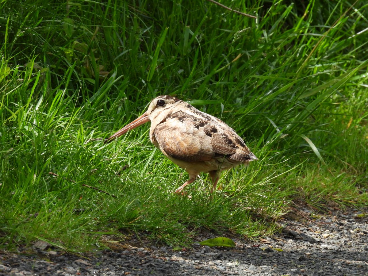 American Woodcock - ML636399507