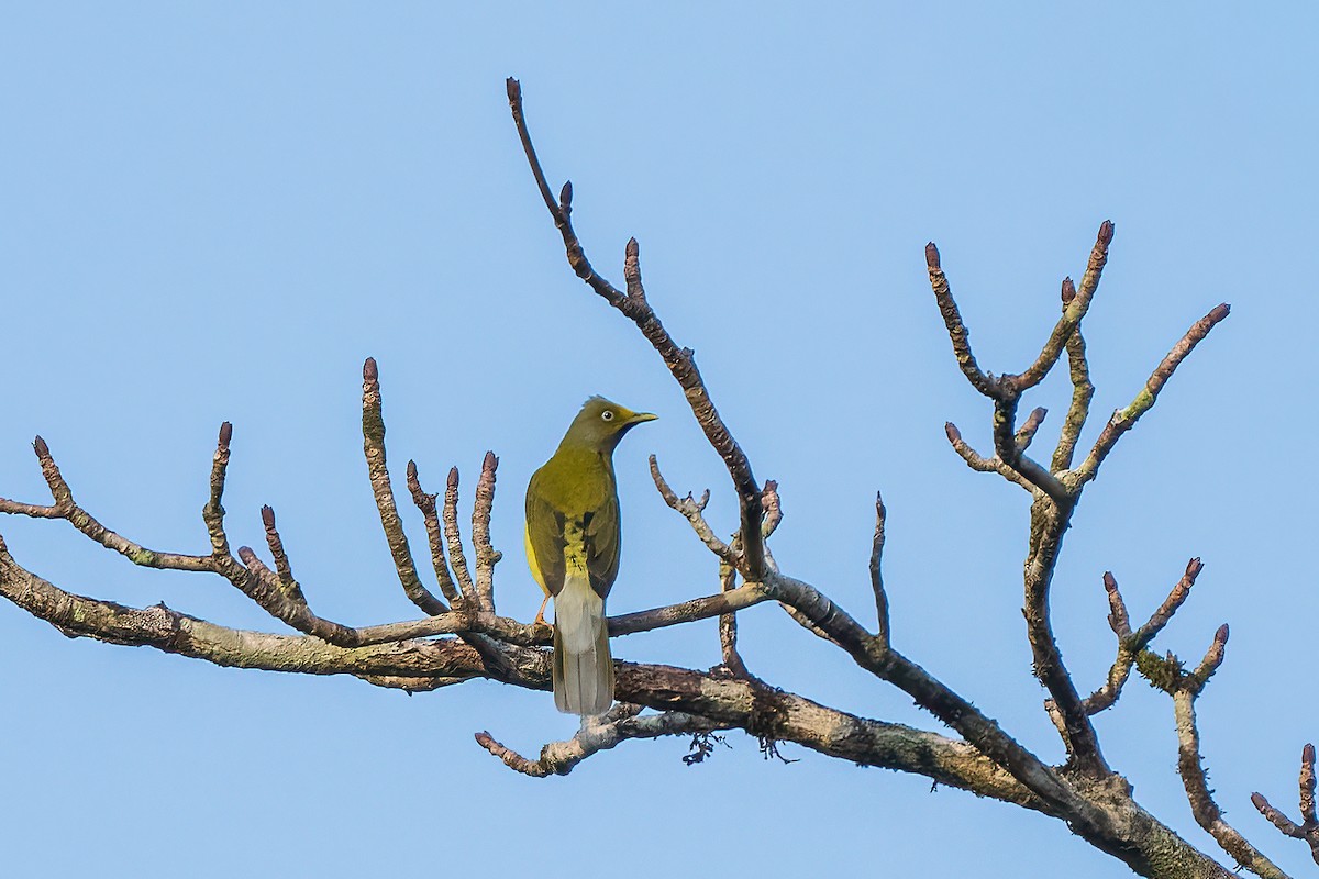 Gray-headed Bulbul - ML636399626