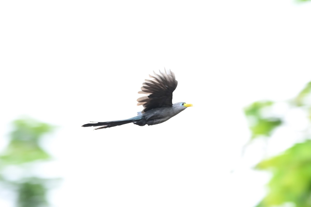 Blue Malkoha - ML636399663