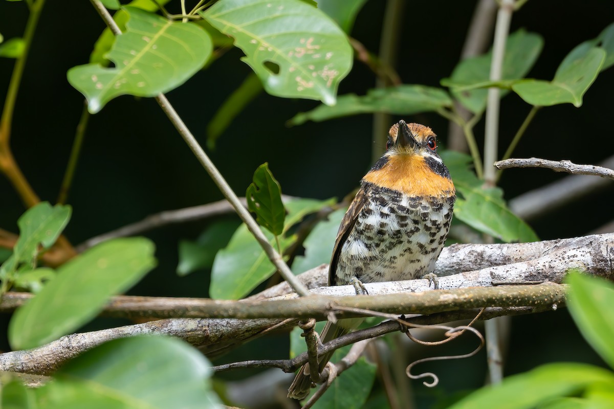 Spotted Puffbird - ML636399710