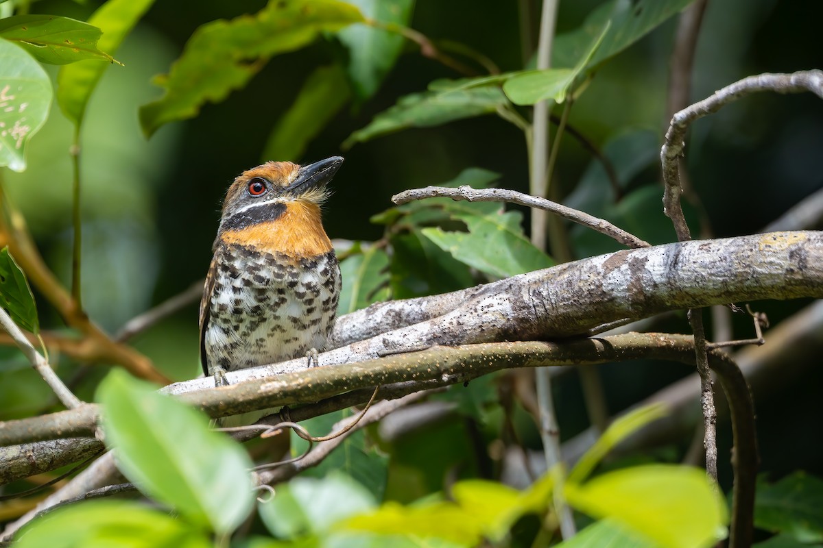 Spotted Puffbird - ML636399711