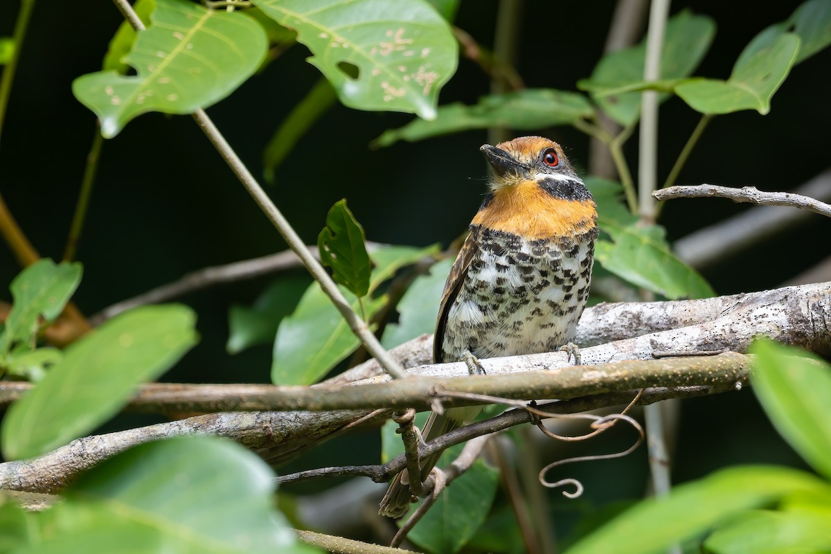 Spotted Puffbird - ML636399712