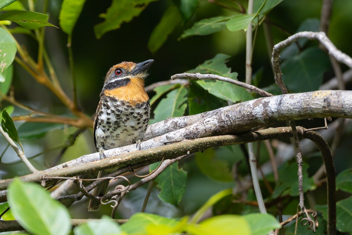 Spotted Puffbird - ML636399713